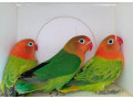 agapornis-fischer-small-2