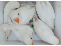 agapornis-fischer-small-3