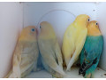 agapornis-fischer-small-4
