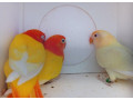 agapornis-fischer-small-0