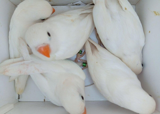 agapornis-fischer-big-3
