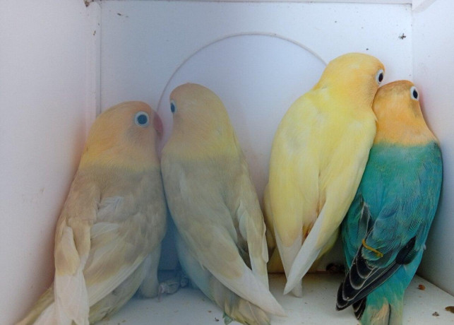agapornis-fischer-big-4