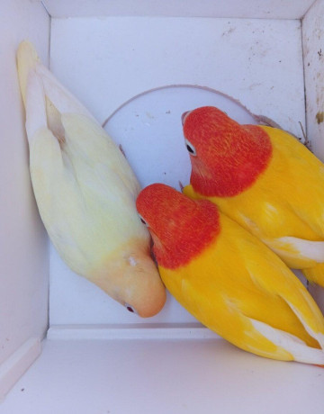 agapornis-fischer-big-1
