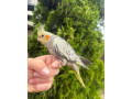korely-perlova-maznacik-small-1