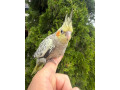 korely-perlova-maznacik-small-0