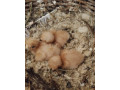 kana-harrisova-small-1