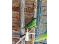 barabanda-small-4