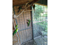 barabanda-small-3