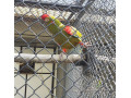 ara-rubrogenys-small-0