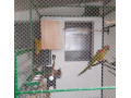ara-rubrogenys-small-1