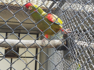 ara-rubrogenys