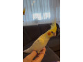 rucne-dokrmena-korela-small-3