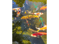 japonske-koi-kapre-small-1