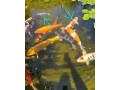 japonske-koi-kapre-small-0