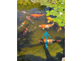 japonske-koi-kapre-small-2