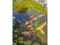 japonske-koi-kapre-small-3