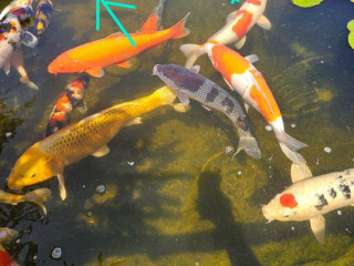 japonske-koi-kapre