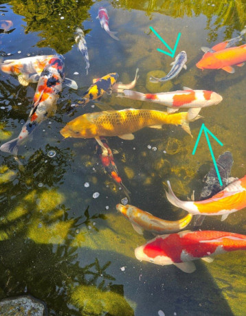 japonske-koi-kapre-big-1