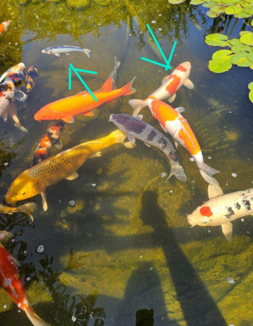 japonske-koi-kapre-big-0