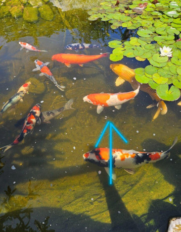 japonske-koi-kapre-big-2