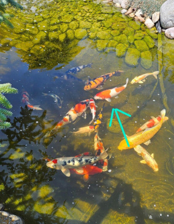 japonske-koi-kapre-big-3