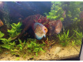 kompletne-275l-akvarium-s-prislusenstvom0919371890-small-1