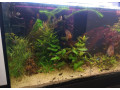 kompletne-275l-akvarium-s-prislusenstvom0919371890-small-2