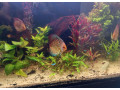 kompletne-275l-akvarium-s-prislusenstvom0919371890-small-0
