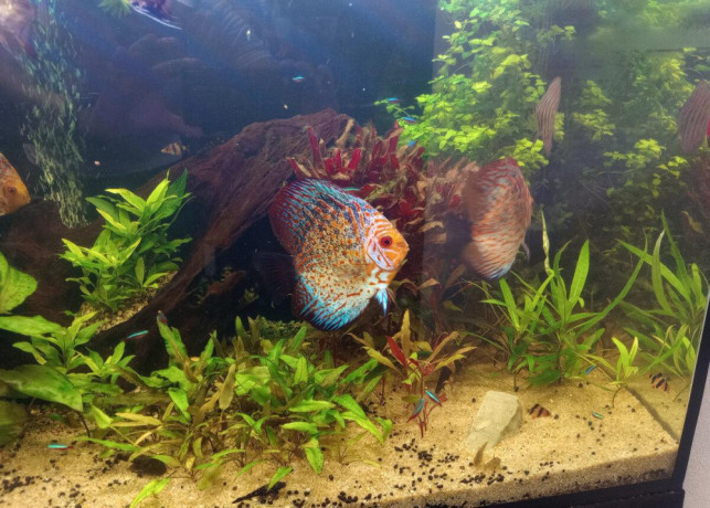 kompletne-275l-akvarium-s-prislusenstvom0919371890-big-1