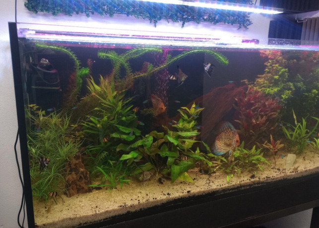 kompletne-275l-akvarium-s-prislusenstvom0919371890-big-3