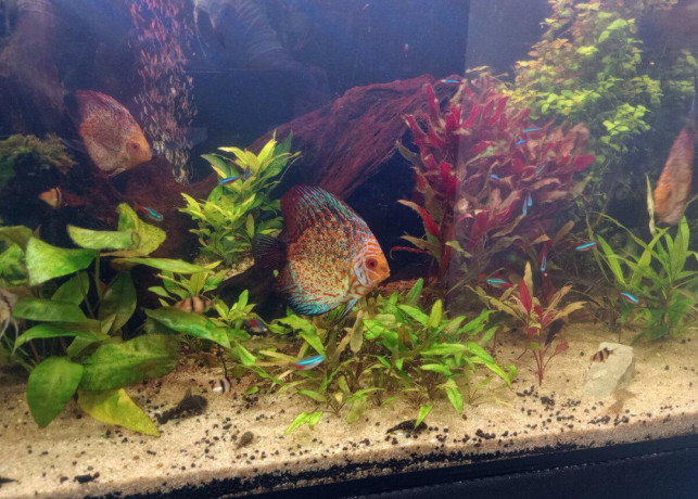 kompletne-275l-akvarium-s-prislusenstvom0919371890-big-0