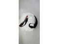 sumcek-africky-small-0