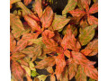 alternanthera-reineckii-small-0