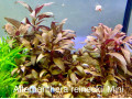 alternanthera-reineckii-small-2