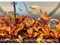 alternanthera-reineckii-small-1