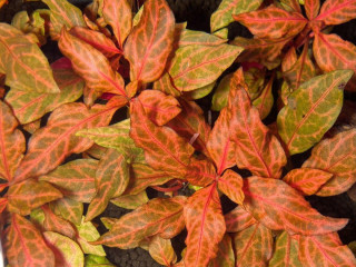 alternanthera-reineckii