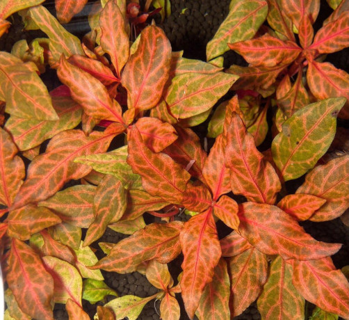 alternanthera-reineckii-big-0