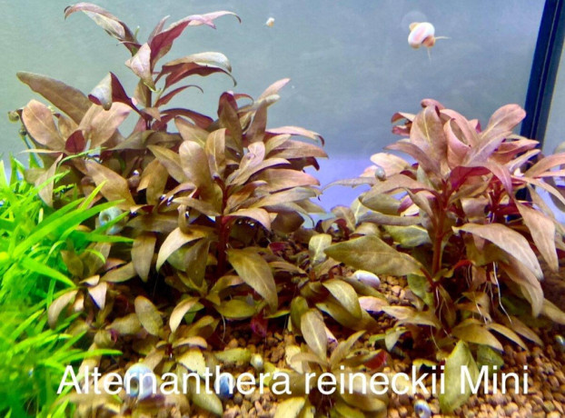 alternanthera-reineckii-big-2