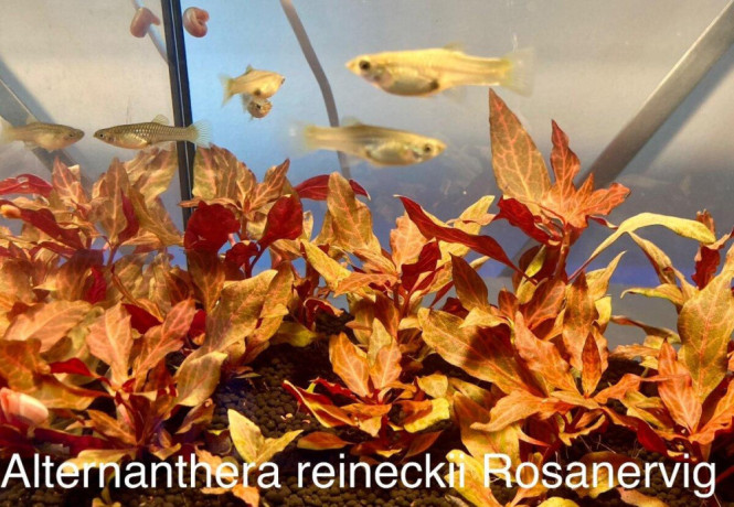 alternanthera-reineckii-big-1