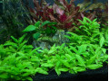 staurogyne-repens-small-0