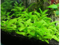 staurogyne-repens-small-1