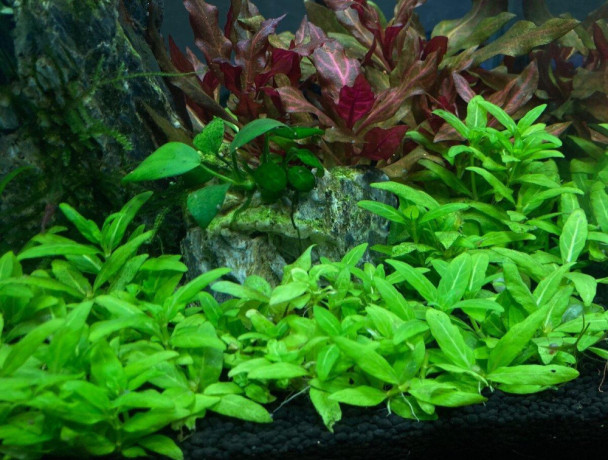 staurogyne-repens-big-0