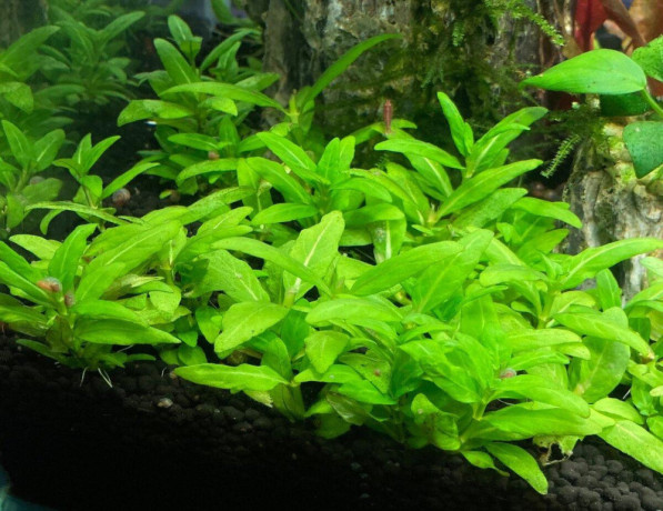 staurogyne-repens-big-1