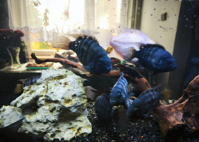akvarium-big-3