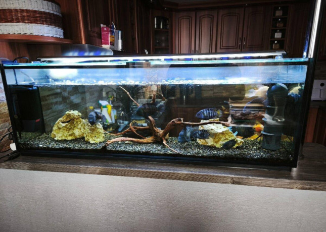 akvarium-big-0