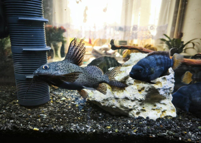 akvarium-big-2