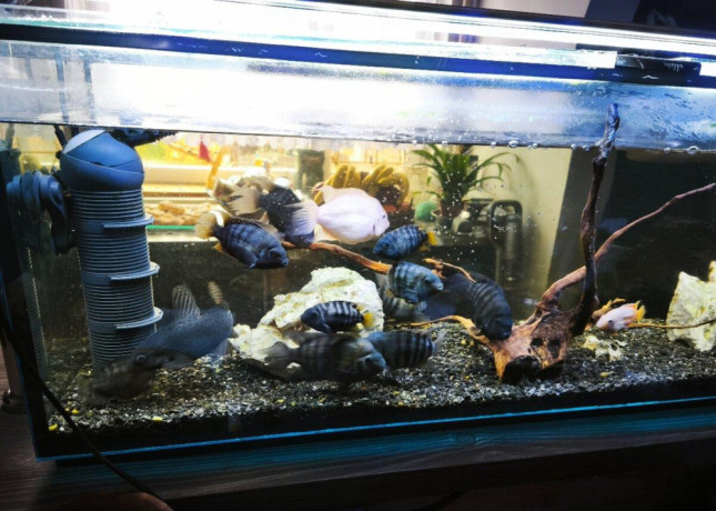 akvarium-big-1