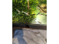 krevety-neocaridina-050eur-kus-small-2