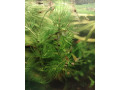 krevety-neocaridina-050eur-kus-small-1