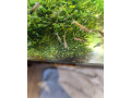 krevety-neocaridina-050eur-kus-small-0